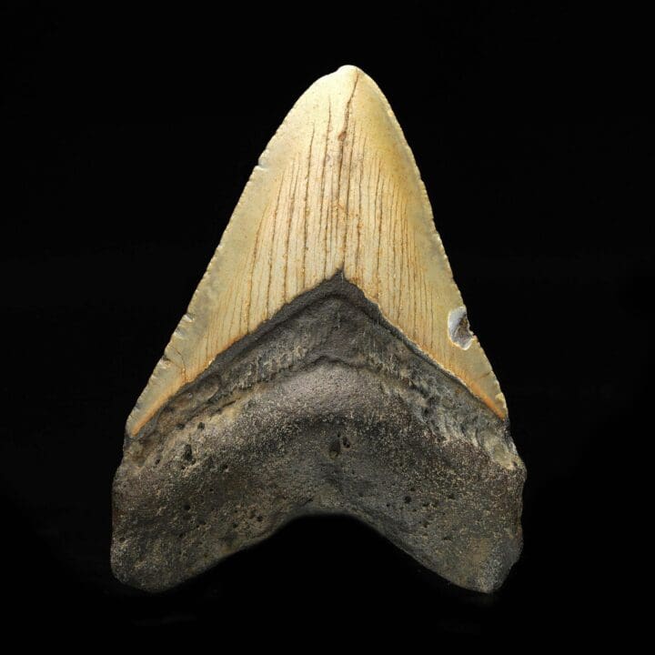 Megalodon Tooth // 3.75" High