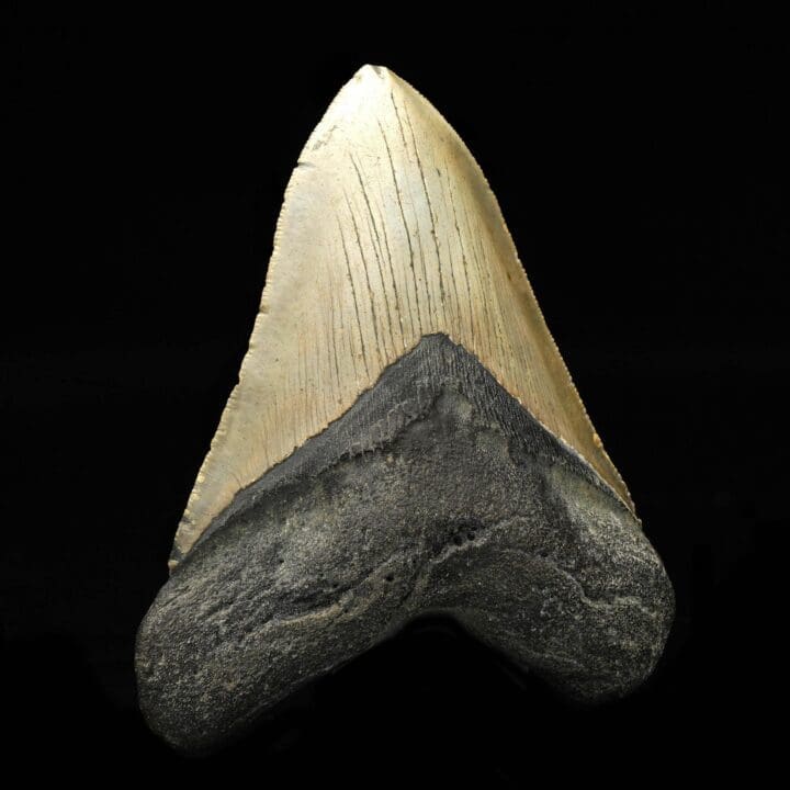 Megalodon Tooth // 4,25" High - Image 3