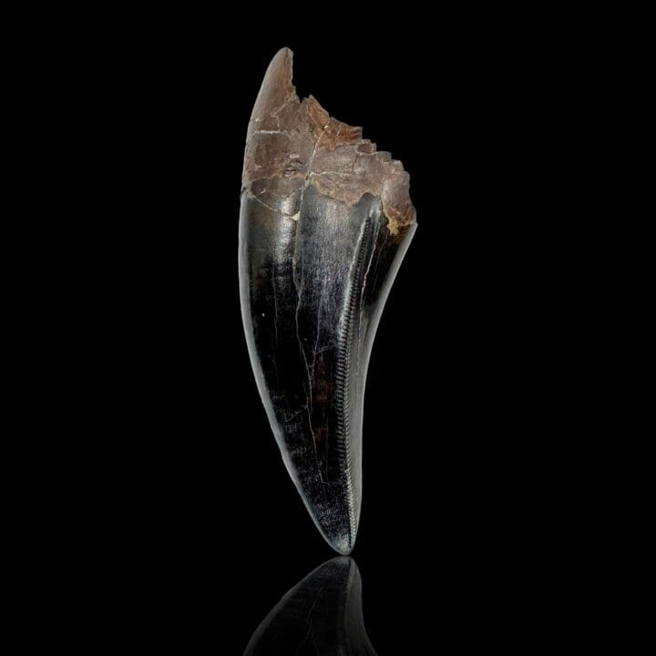 T-Rex Tooth - Image 6