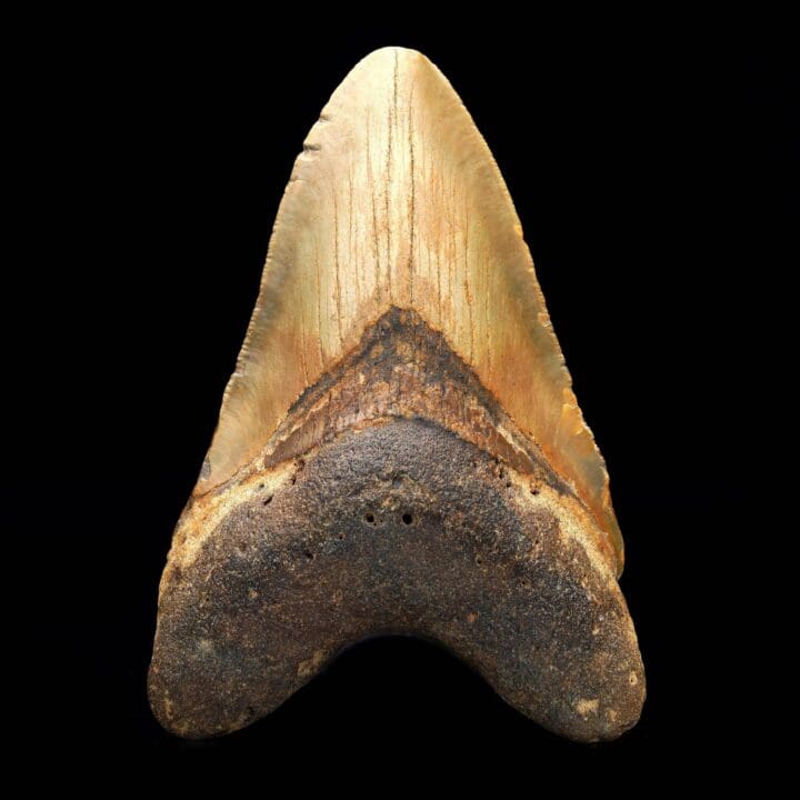 Megalodon Tooth // 4.5″ High