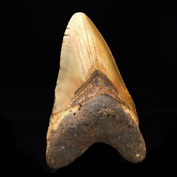 Megalodon Tooth // 4.5″ High - Image 3
