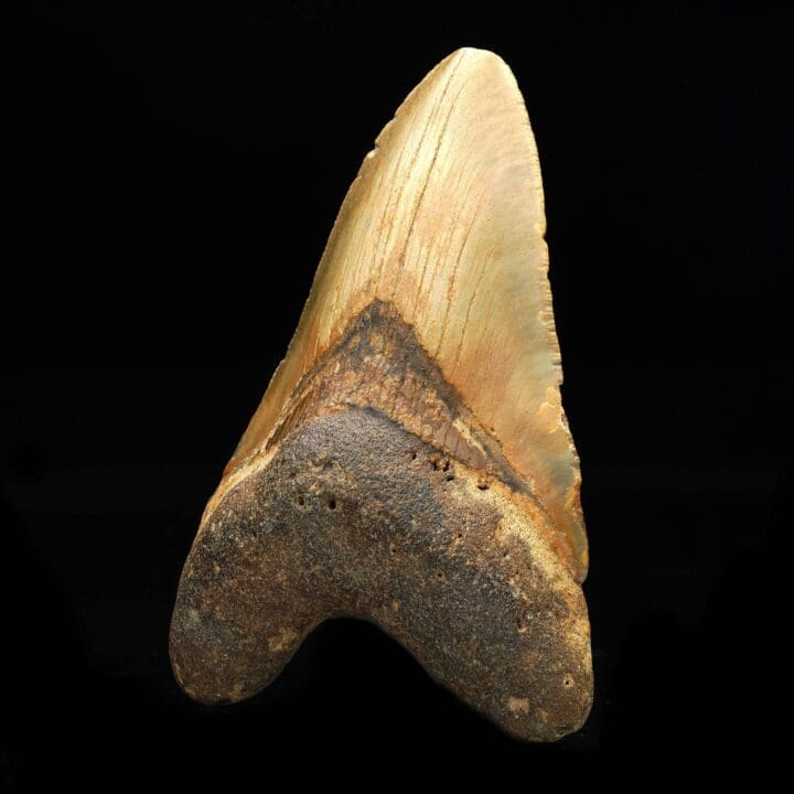 Megalodon Tooth // 4.5″ High - Image 2