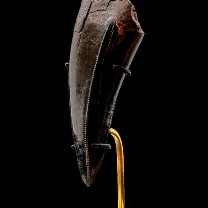 T-Rex Tooth - Image 3