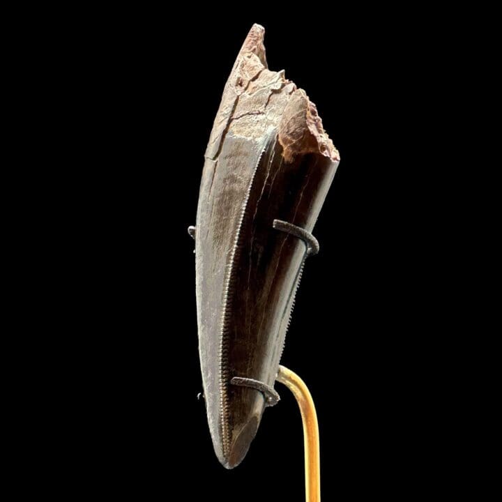T-Rex Tooth - Image 9