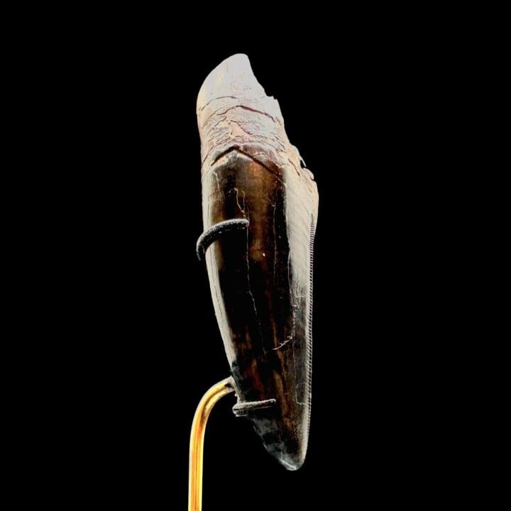 T-Rex Tooth - Image 8