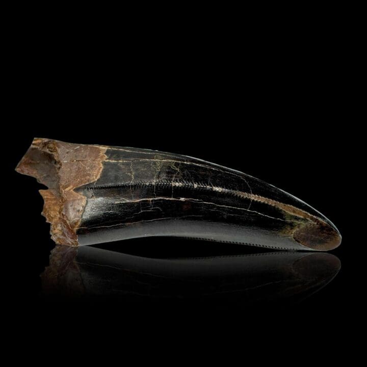 T-Rex Tooth - Image 11