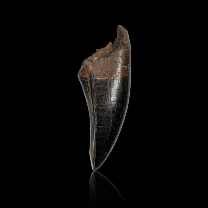T-Rex Tooth - Image 7