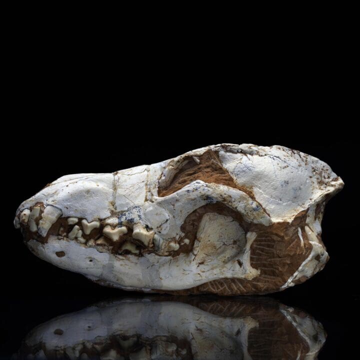 Fossilized Dire Wolf Skull - 2.36 lb - Image 3
