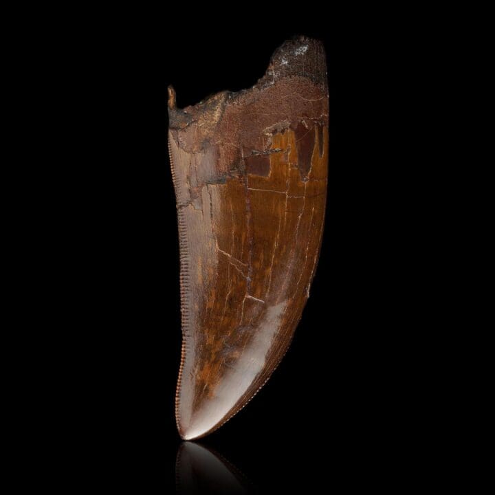 T-Rex Tooth II - Image 2