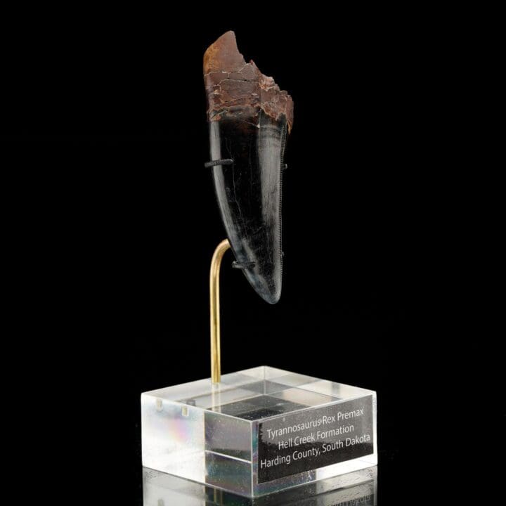 T-Rex Tooth - Image 4