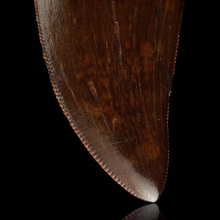 T-Rex Tooth II - Image 3
