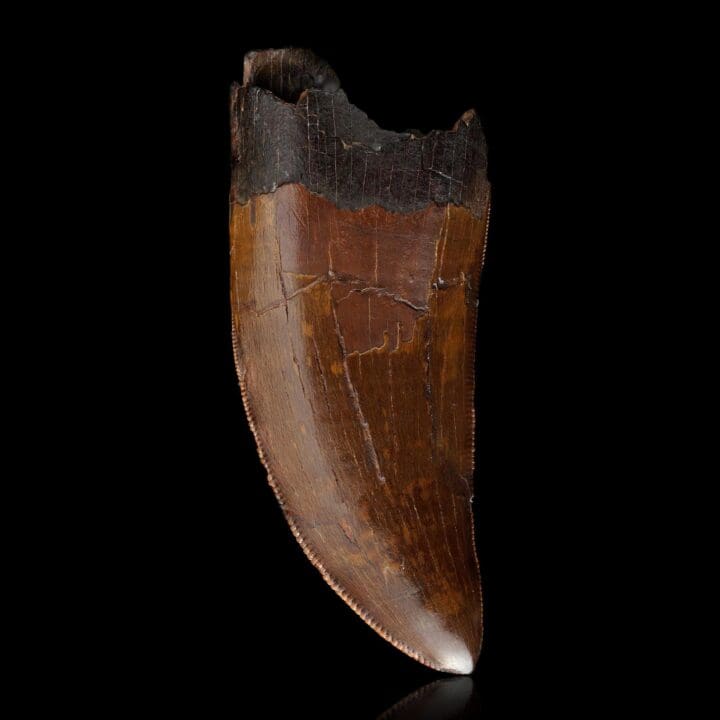 T-Rex Tooth II