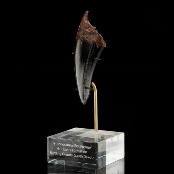 T-Rex Tooth - Image 2