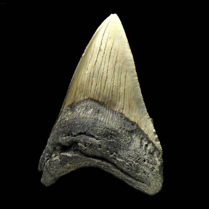 Megalodon Tooth – 4.75" Height - Image 2
