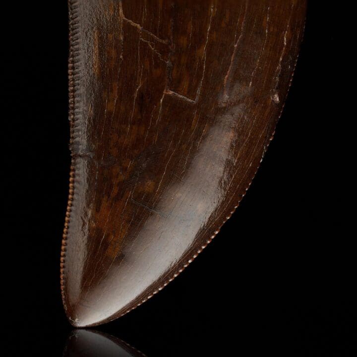 T-Rex Tooth II - Image 4