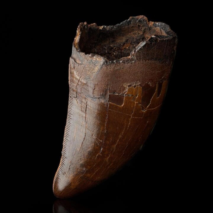 T-Rex Tooth II - Image 5
