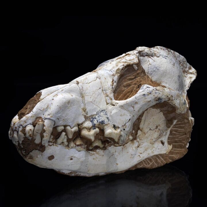 Fossilized Dire Wolf Skull - 2.36 lb - Image 2