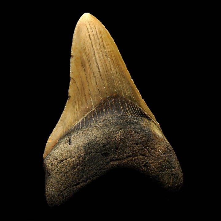 Megalodon Tooth – 114g - Image 3