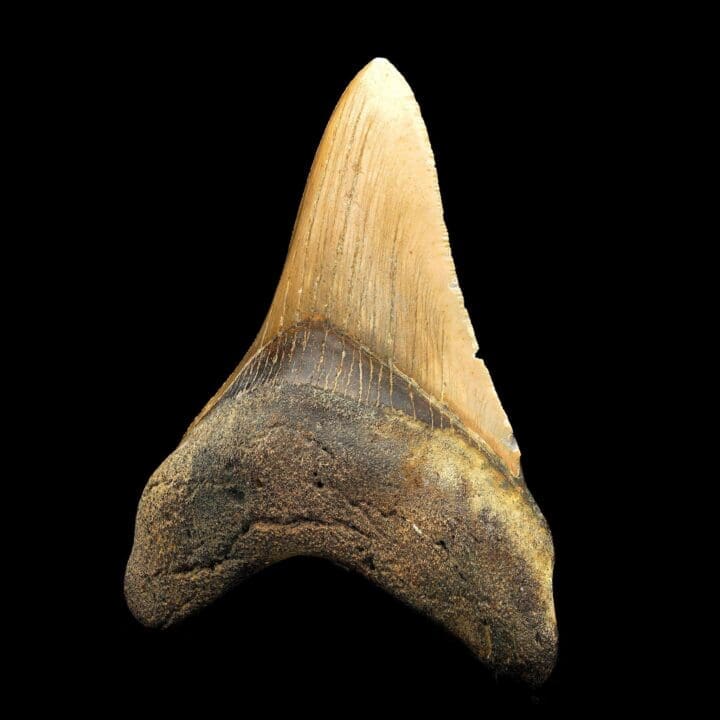 Megalodon Tooth – 114g - Image 2