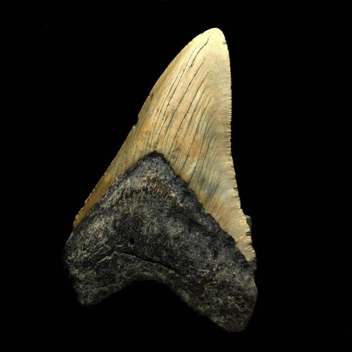 Megalodon Tooth – 194g - Image 2