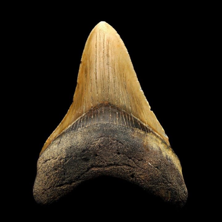 Megalodon Tooth – 114g