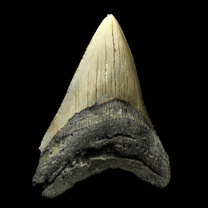 Megalodon Tooth – 4.75" Height - Image 3
