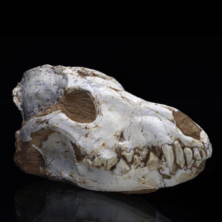 Fossilized Dire Wolf Skull - 2.36 lb - Image 4