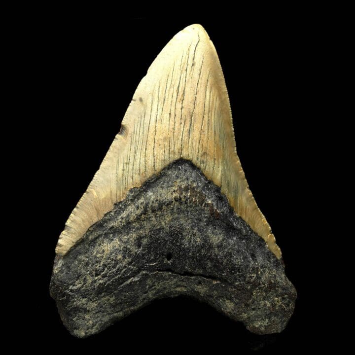 Megalodon Tooth – 194g