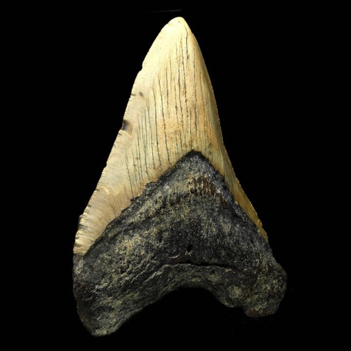 Megalodon Tooth – 194g - Image 3