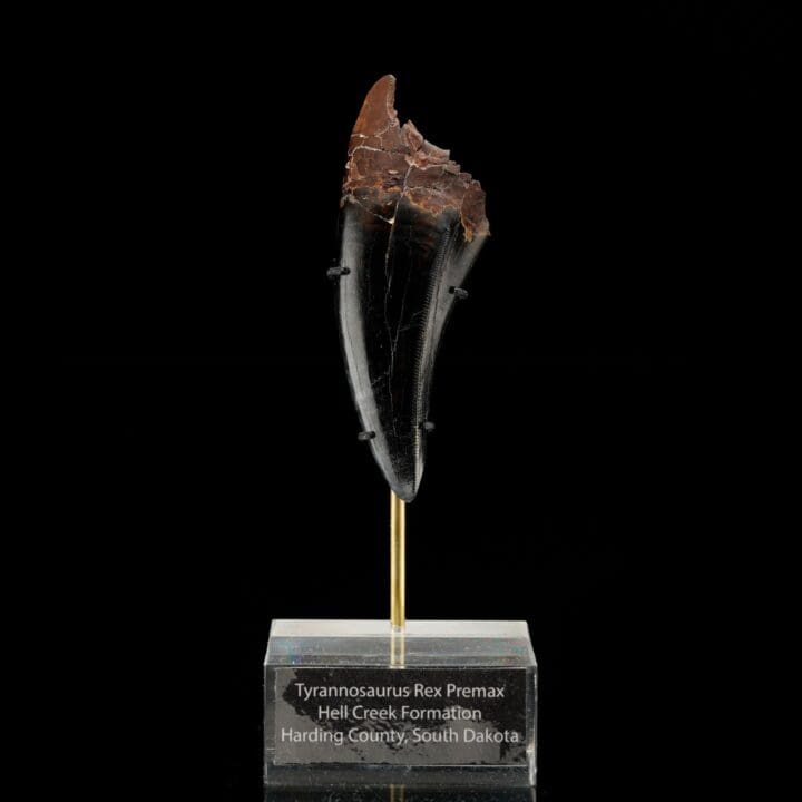 T-Rex Tooth - Image 5