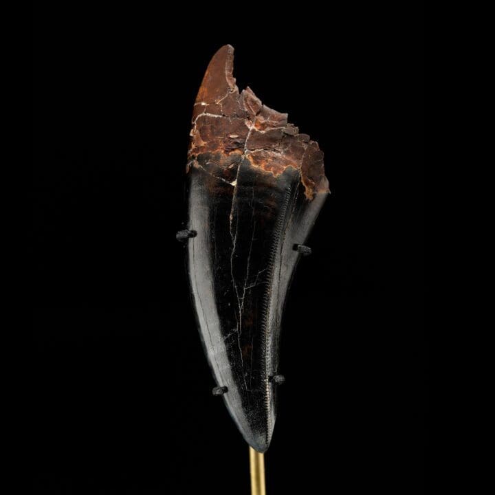 T-Rex Tooth