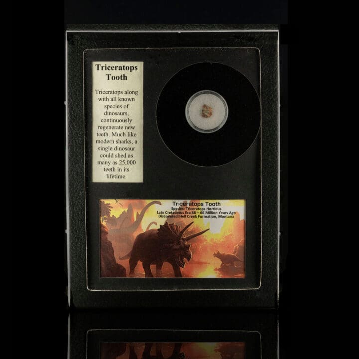 Triceratops Tooth Fossil in Collector's Box - Image 5