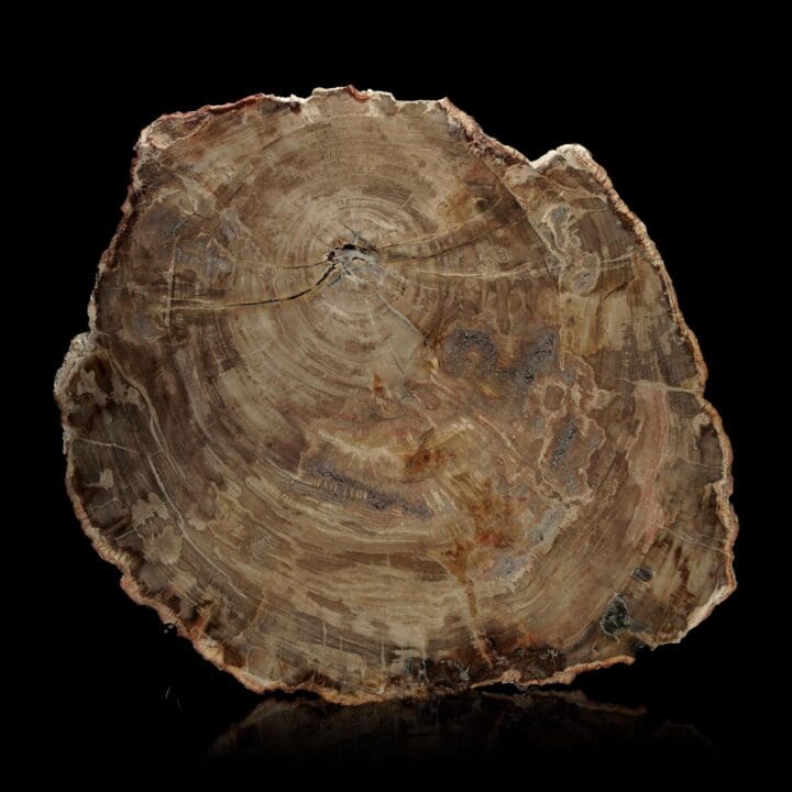 Polished Petrified Wood Slab – 10.2 lb
