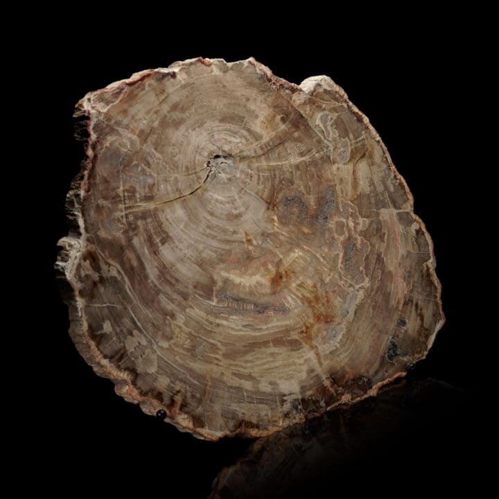 Polished Petrified Wood Slab – 10.2 lb - Image 3