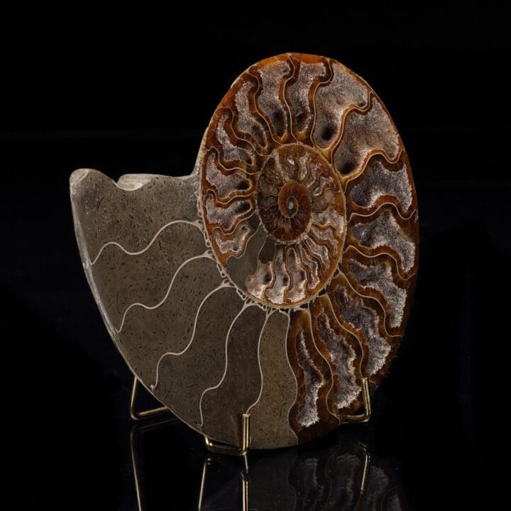 Fossilized Ammonite - 368g - Image 3