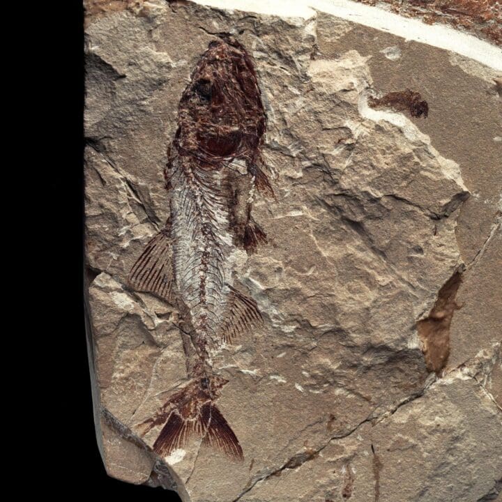 Fossilized Guitar Fish from Lebanon - 5.4kg - Image 4