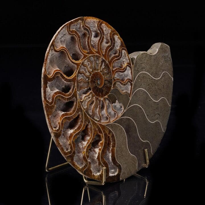 Fossilized Ammonite from Madagascar - 405g - Image 3