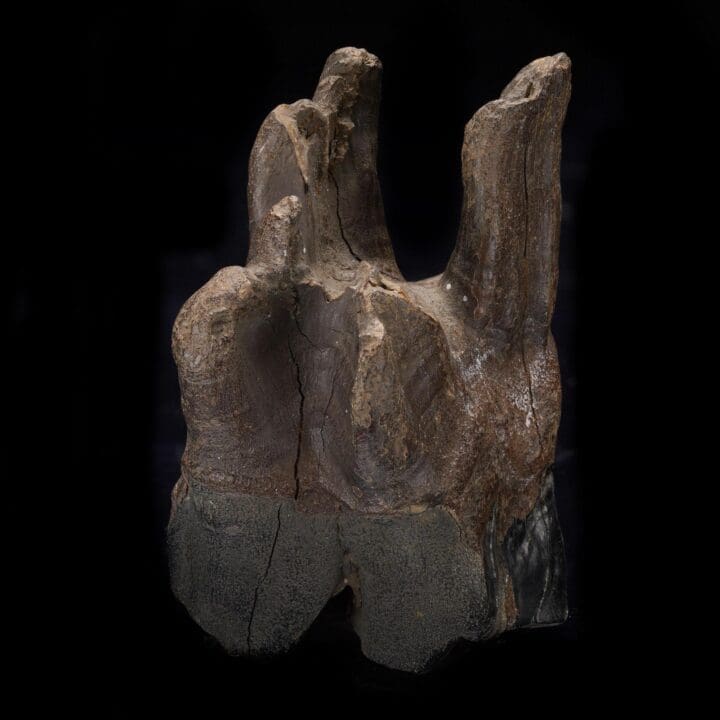 Woolly Rhino Molar Tooth - Image 5