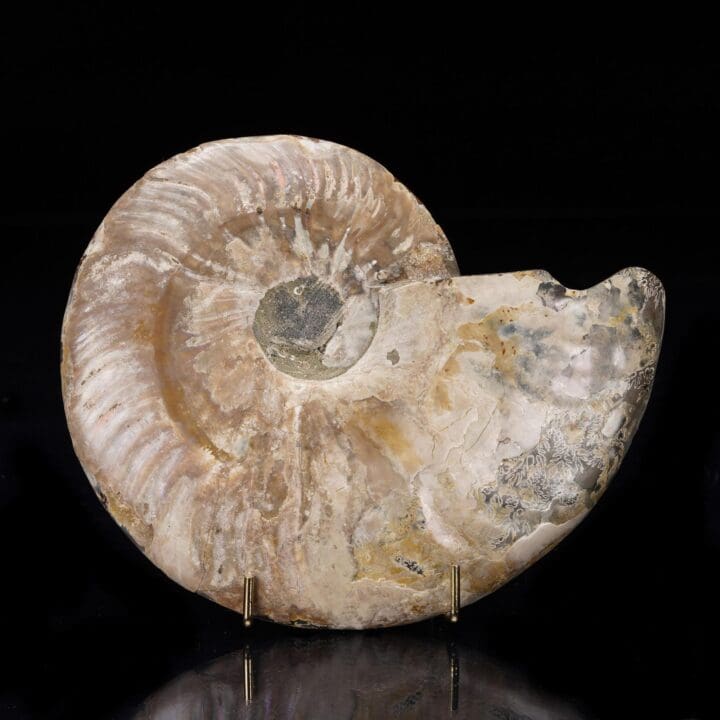 Fossilized Ammonite - 368g - Image 4