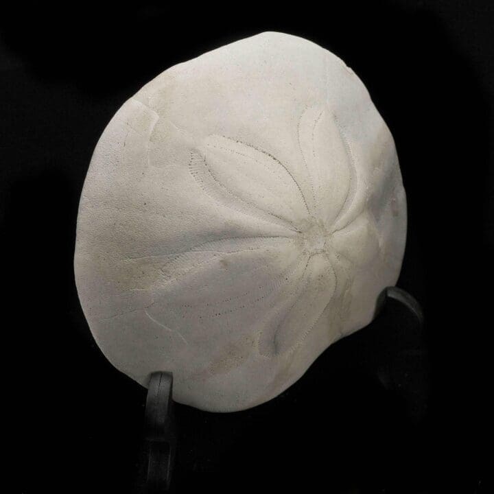 Fossilized Sand Dollar - Image 2