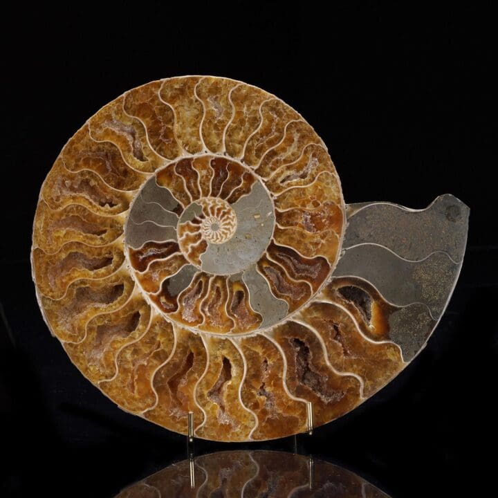 Fossilized Ammonite - 1.46 lb