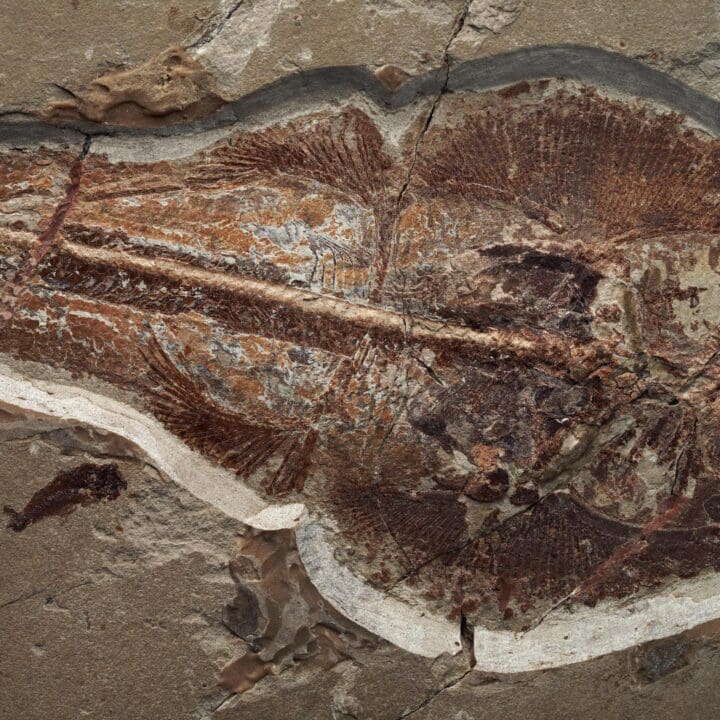 Fossilized Guitar Fish from Lebanon - 5.4kg - Image 3