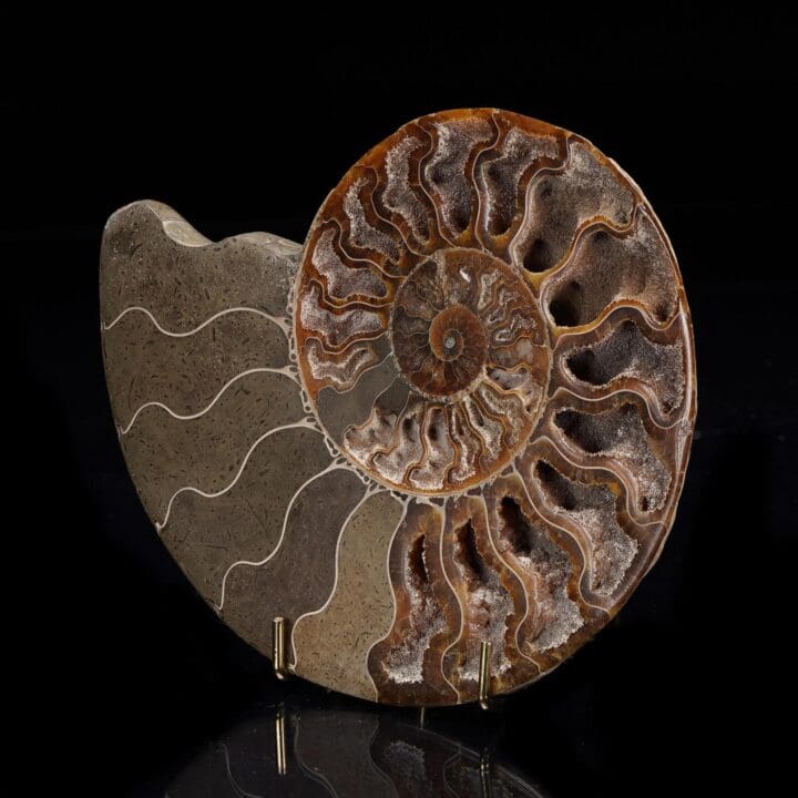 Fossilized Ammonite - 368g - Image 2