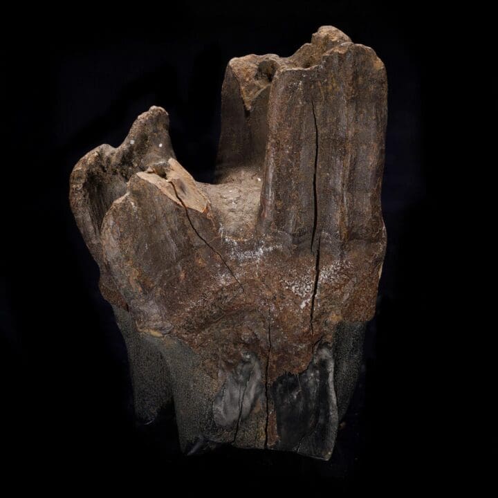 Woolly Rhino Molar Tooth - Image 3