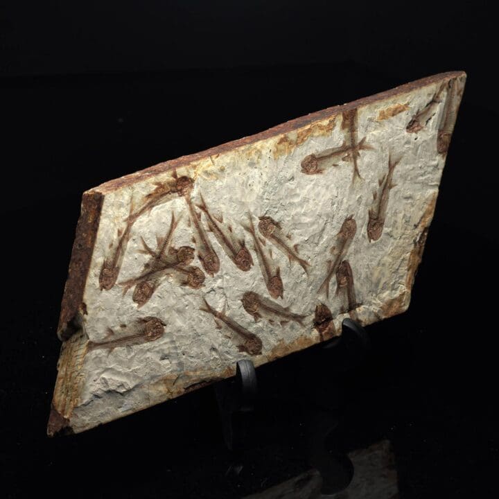 Fossilized Fish from Lebanon - 1.5lb - Image 2