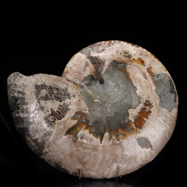 Fossilized Ammonite - 3.04 lb - Image 4