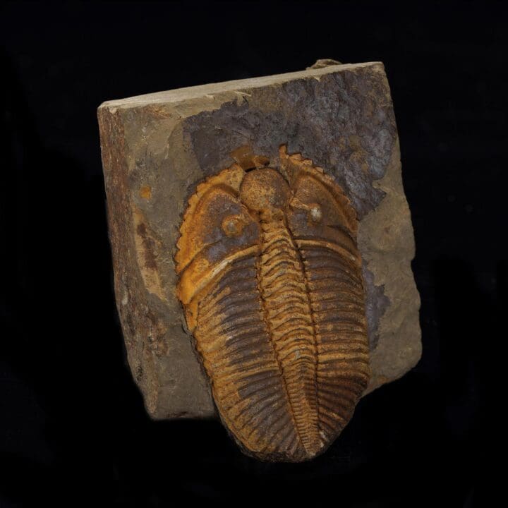 Trilobite Fossil - Image 3