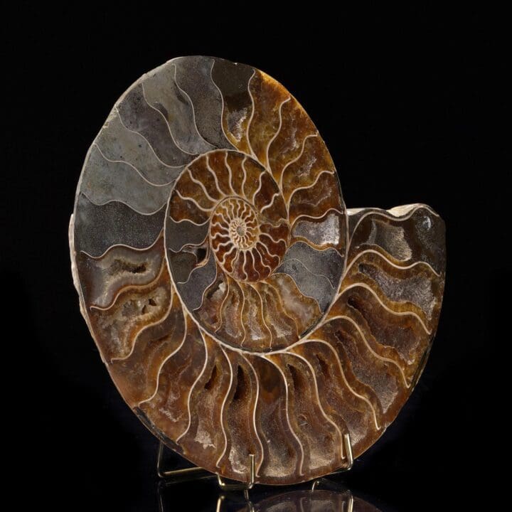 Fossilized Ammonite - 1.94 lb - Image 3