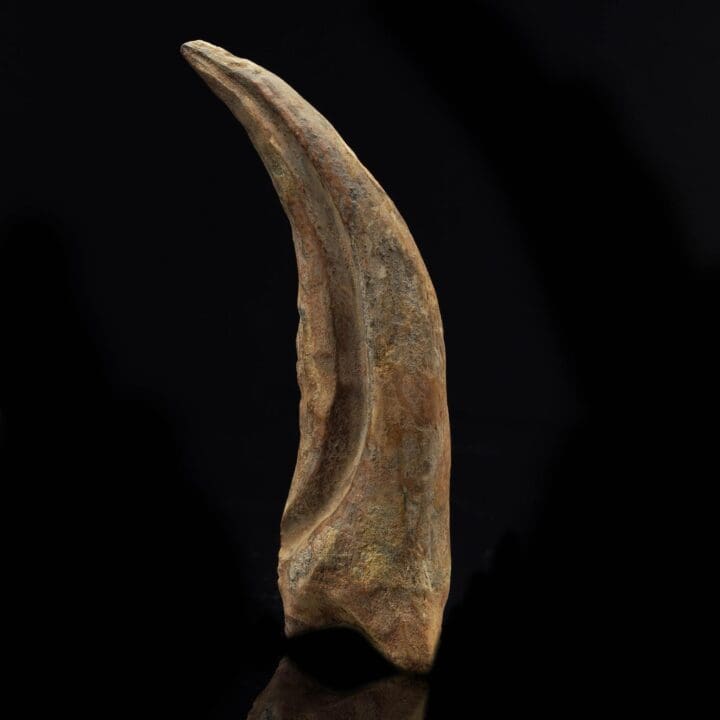 Spinosaurus Claw Fossil III - Image 3