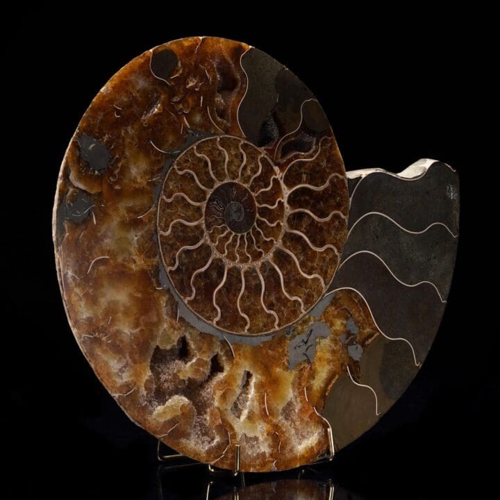 Fossilized Ammonite - 3.04 lb - Image 3